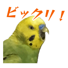 表情豊かなセキセイインコ 日常会話編 Lineスタンプ みょうばんばん