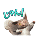 モンスターハンター公式イージャンスタンプ（個別スタンプ：25）