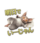 モンスターハンター公式イージャンスタンプ（個別スタンプ：27）