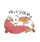 関西弁でいろいろ伝える猫たちのスタンプ（個別スタンプ：5）