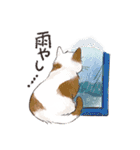 関西弁でいろいろ伝える猫たちのスタンプ（個別スタンプ：7）