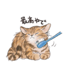 関西弁でいろいろ伝える猫たちのスタンプ（個別スタンプ：16）