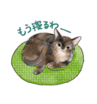 関西弁でいろいろ伝える猫たちのスタンプ（個別スタンプ：38）